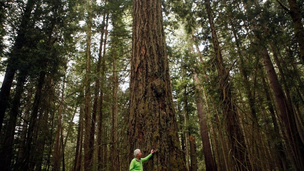 Un arbre au coeur d'une forêt dense.