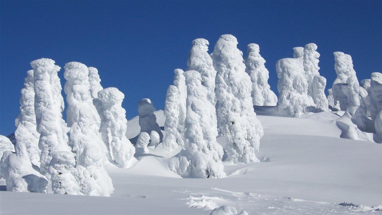 Des arbres couverts de neige à Cypress Mountain en Colombie-Britannique Des arbres couverts de neige à Cypress Mountain en Colombie-Britannique
