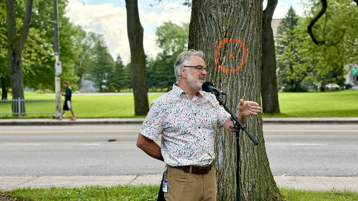 Maladie hollandaise de l’orme : des centaines d’arbres devront être abattus à Québec