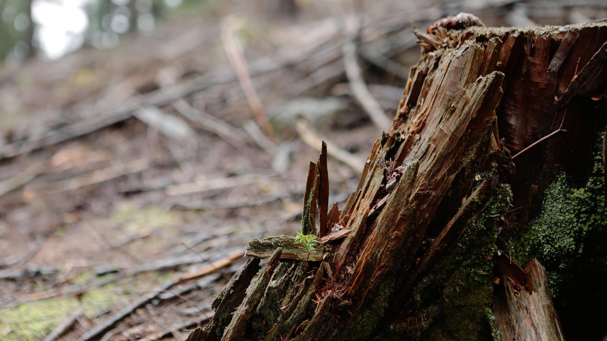 Un arbre coupé dans une forêt.