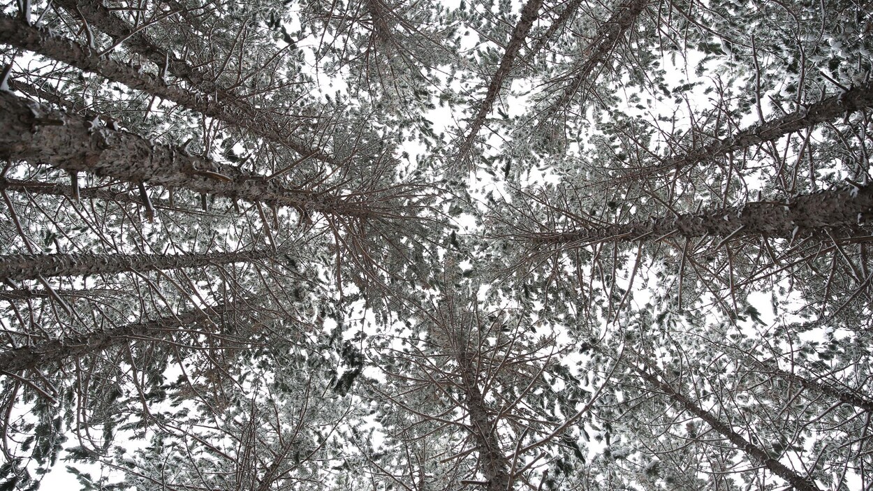 Des arbres enneigés dans le Nord de l'Ontario.