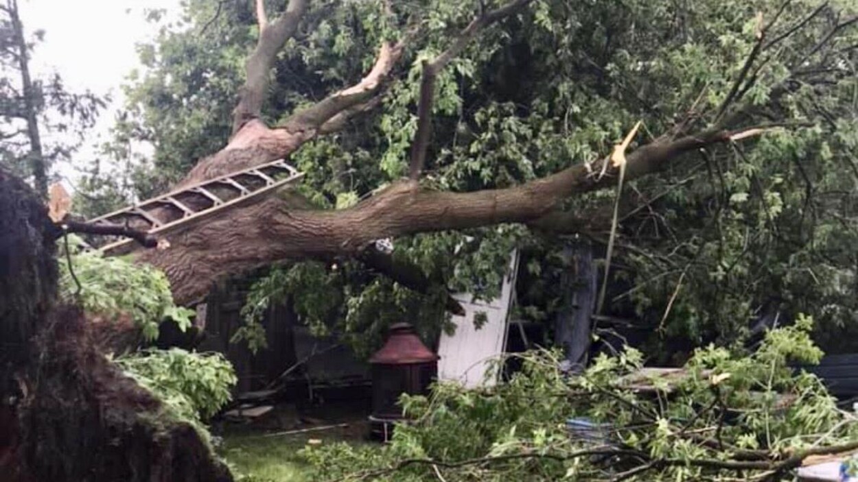 Un arbre déraciné dans une cour.