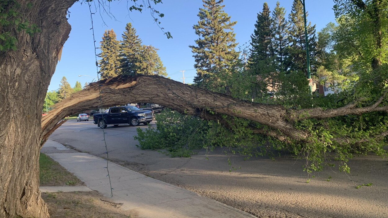 Un arbre sectionné bloque une rue.