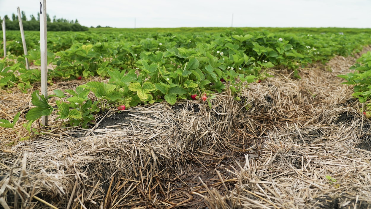 Un combat face à la météo sans protection pour les producteurs d’asperges et de fraises