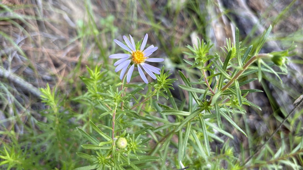 Aster à feuilles de linaire, emblème trifluvien