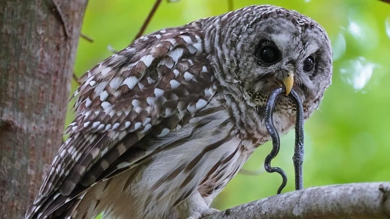 La Ville de Sidney lance un appel à la vigilance après plusieurs