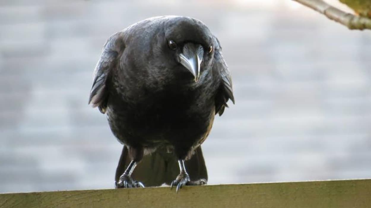 Retour à L'instinct Primaire Attaque Animaux Attaques de corneilles : la saison de chasse à l’humain est ouverte