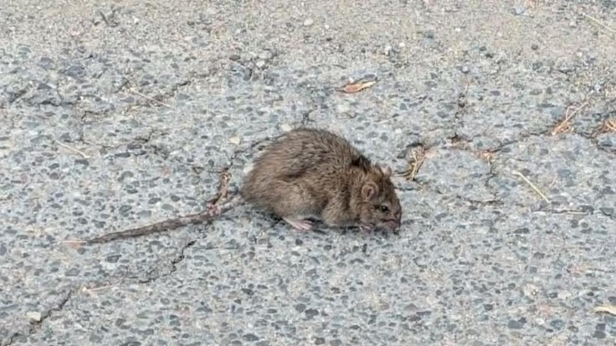 La population de rats explose à Minnow Lake, des résidents s’inquiètent