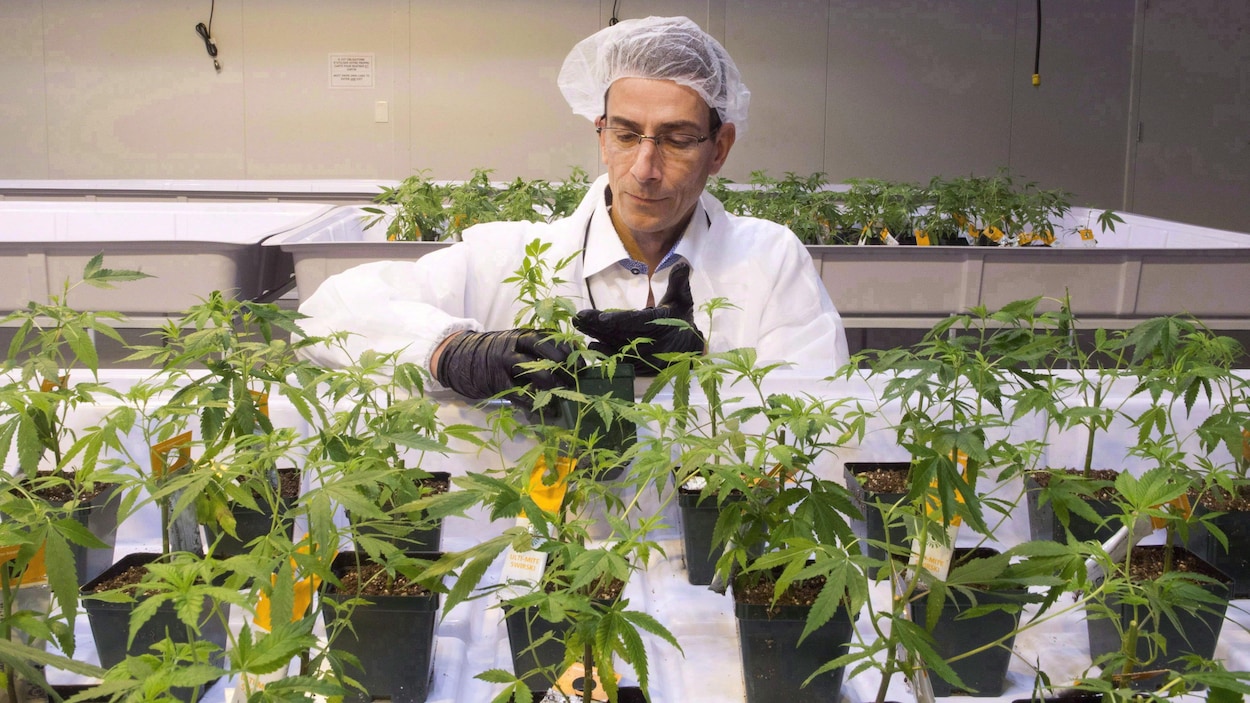 Une firme américaine tente un coup de force pour racheter Aurora Cannabis
