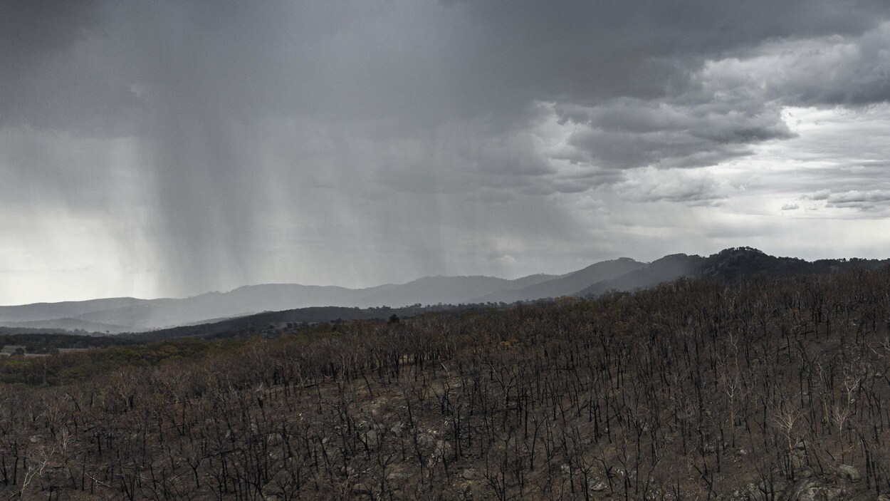 Plan aérien d'une forêt incendiée sur laquelle des nuages avancent.
