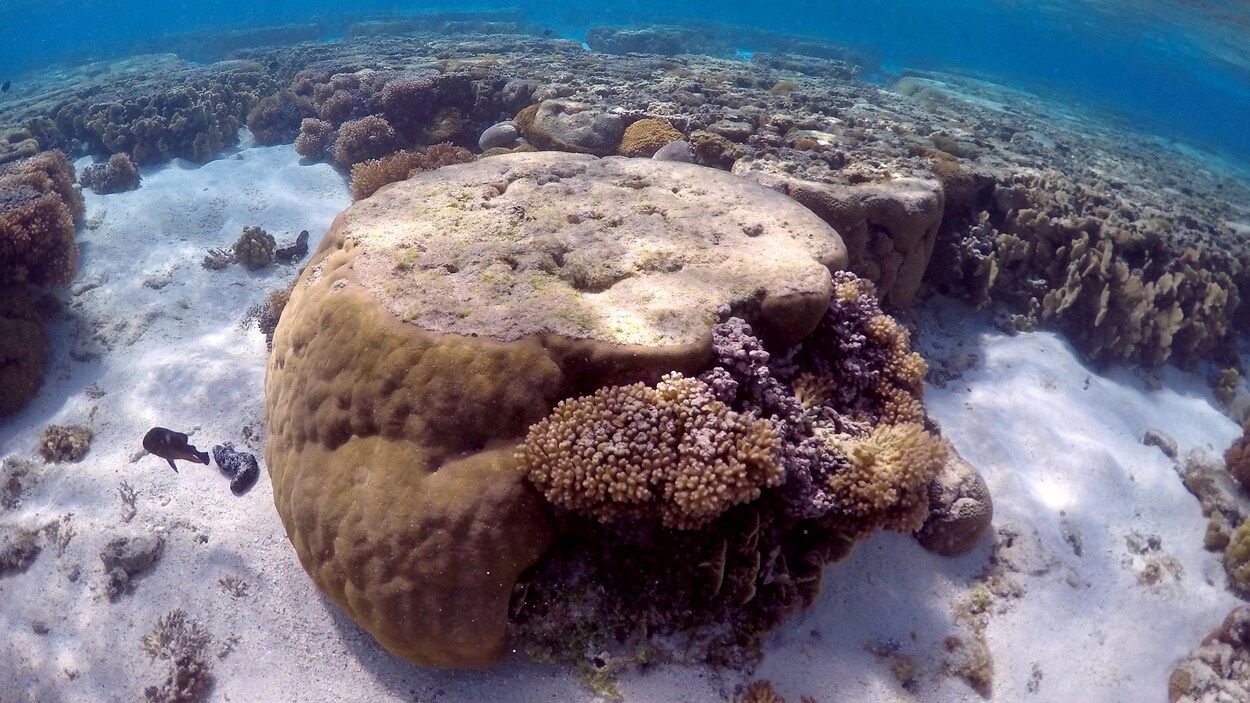 découverte grande barrière de corail