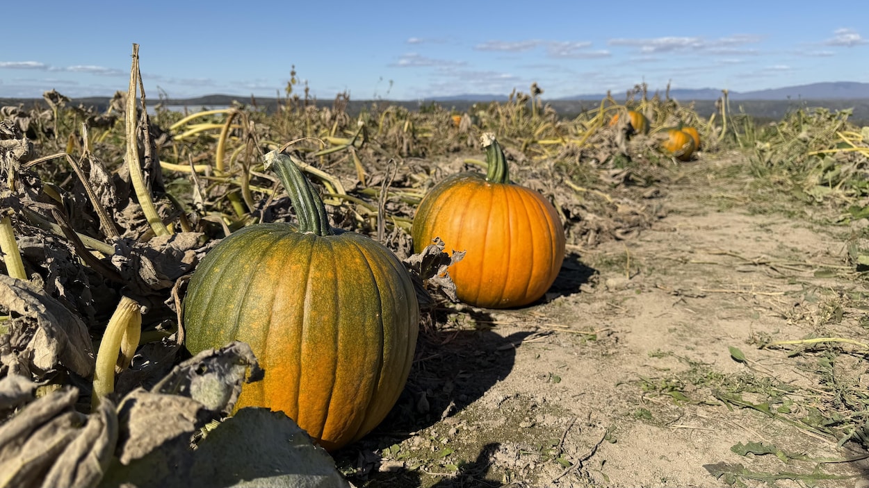 L’autocueillette de courges et de citrouilles bat son plein