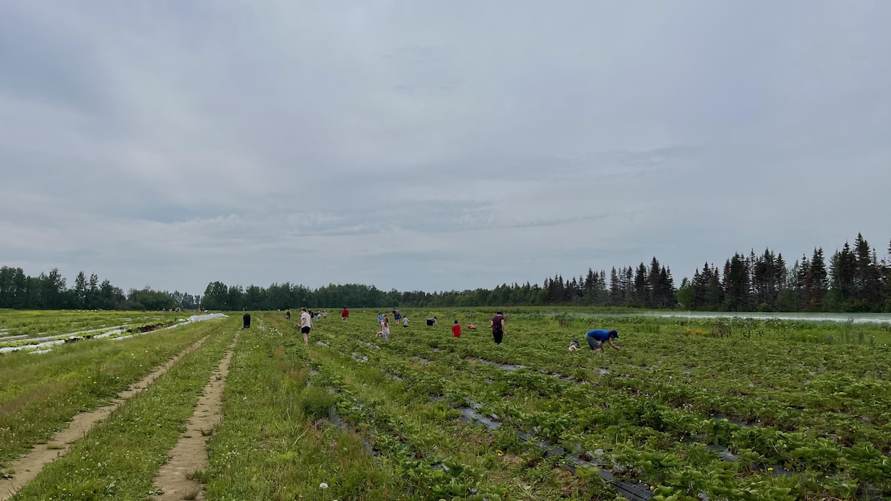 Les agriculteurs de la Côte-Nord retardés par le froid et la pluie