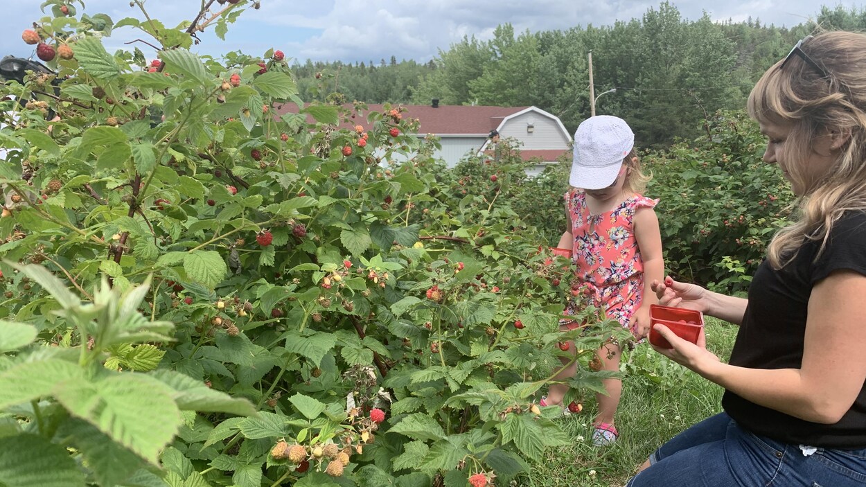 Une maman et sa fillette en train de cueillir des framboises.