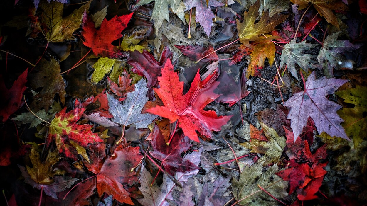 Pourquoi Les Odeurs D Automne Nous Rendent Elles Nostalgiques Radio Canada Ca