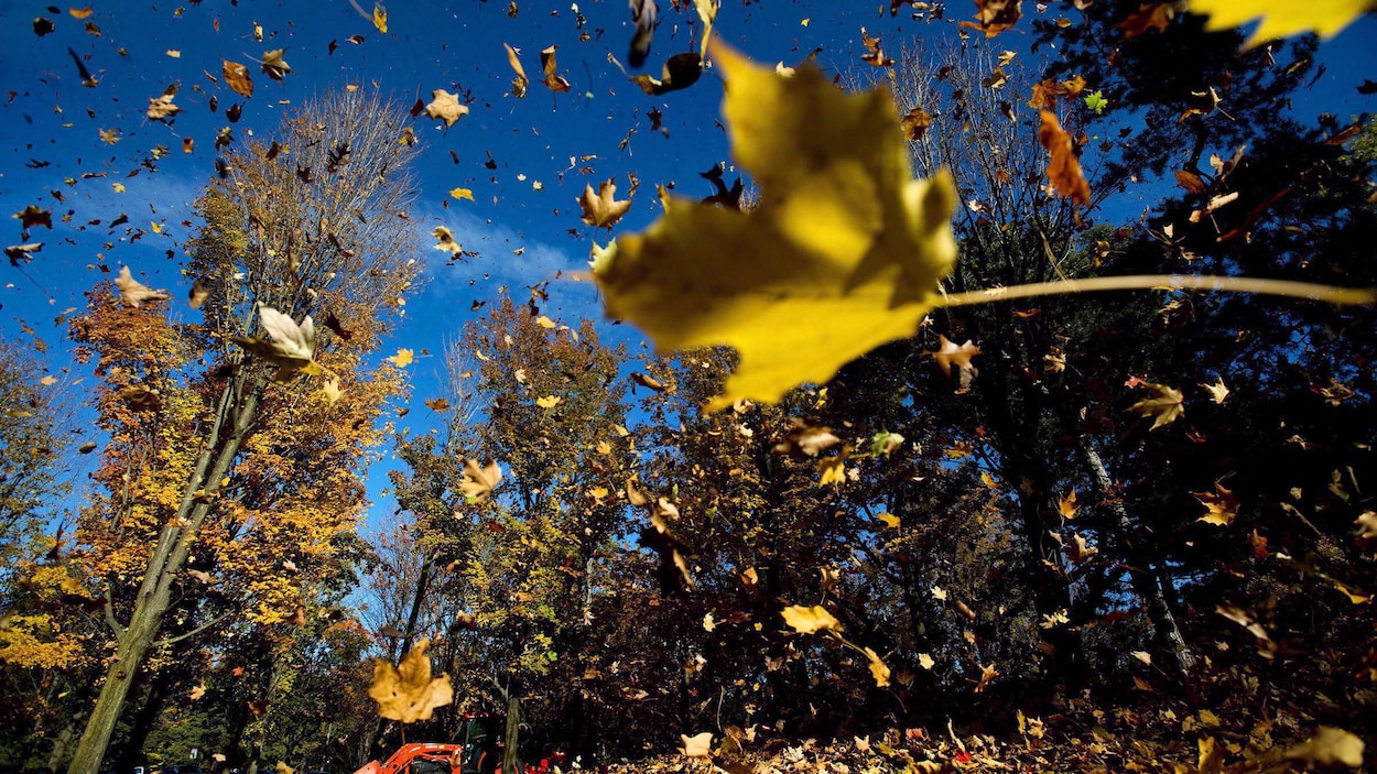 Des feuilles en automne.