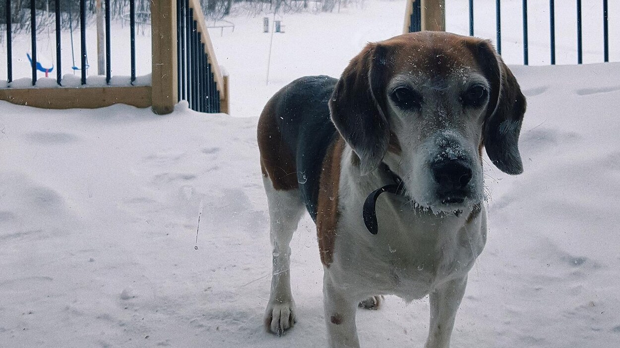 Un chien sur un balcon, en hiver. Un chien sur un balcon, en hiver.