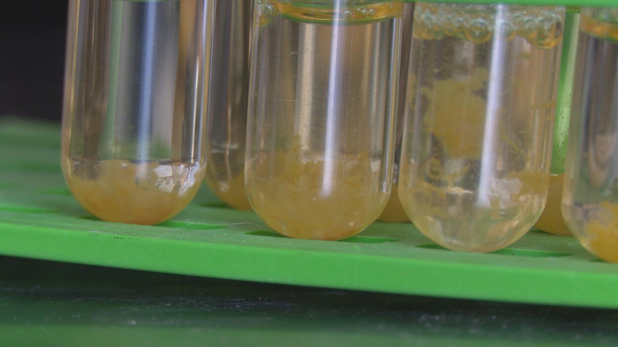 Des éprouvettes avec un liquide jaune orange.