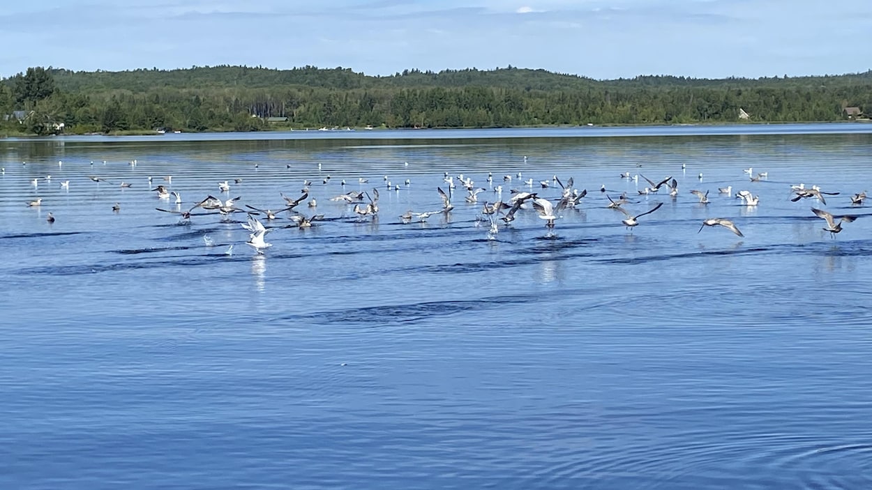 Forêt à sphaigne - Photos Lac Kénogami