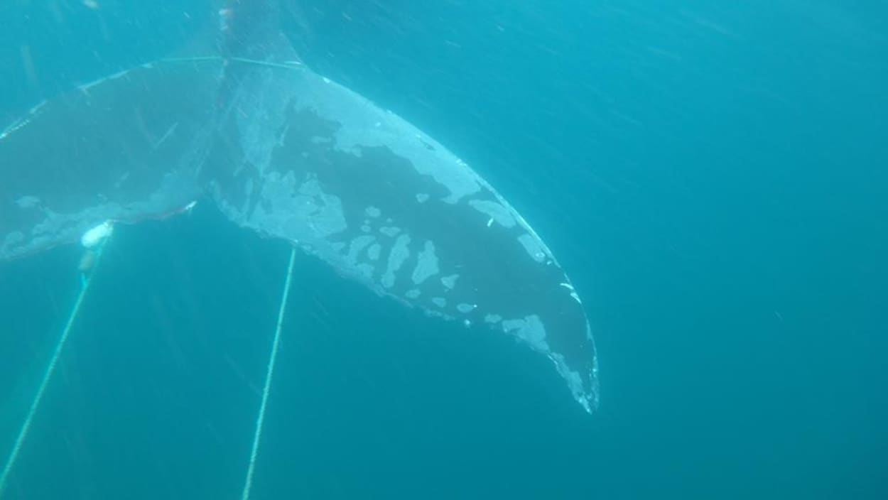 Une queue de baleine dans de l'équipement de pêche