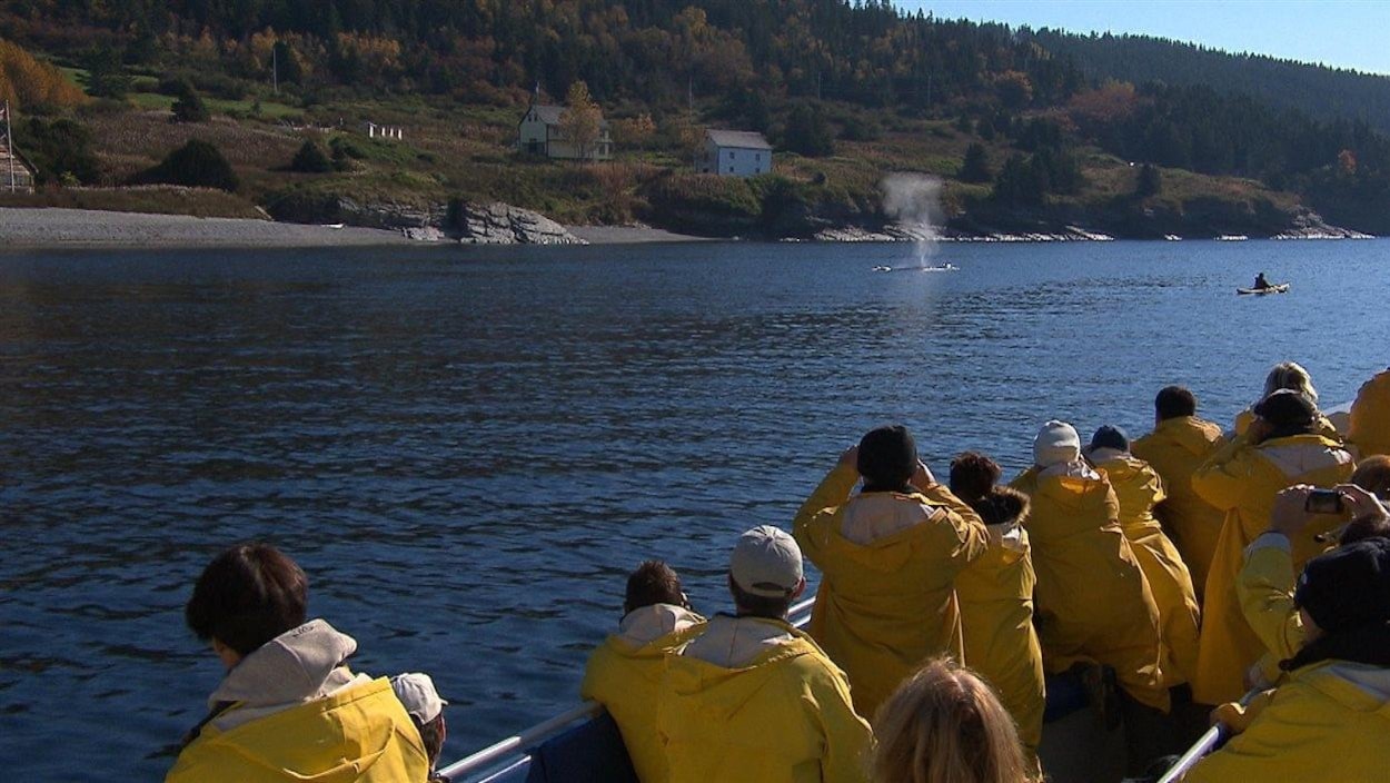 Des croisiéristes apprécient la présence des baleines dans la baie de Gaspé. forillon rorqual