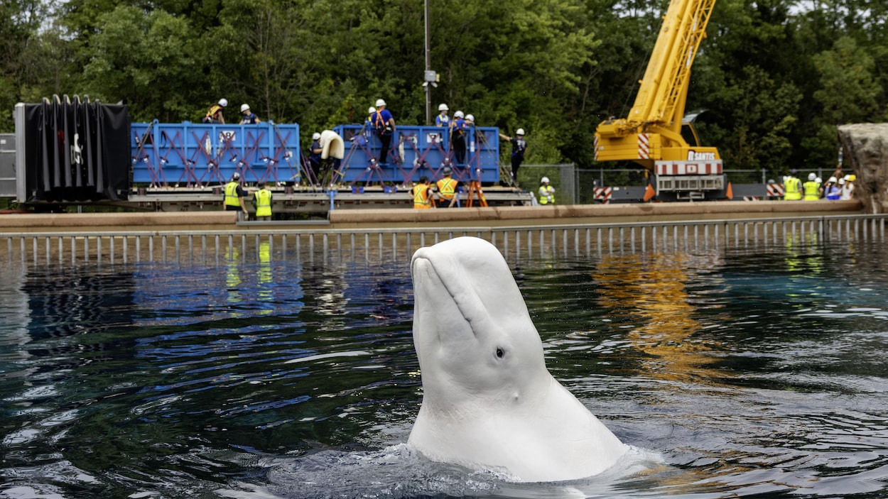 4 des 6 bélugas transférés de Marineland arrivent à bon port à l’aquarium de Chicago