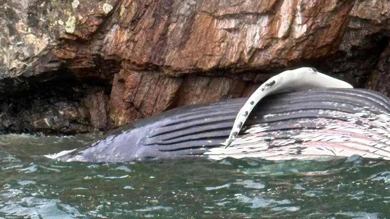 Les conclusions des nécropsies de trois baleines attendues au début de 2026