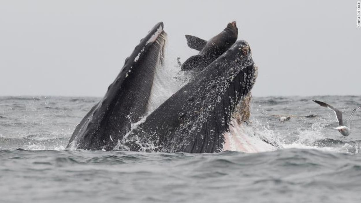 Une baleine à bosse avec un lion de mer dans sa gueule.