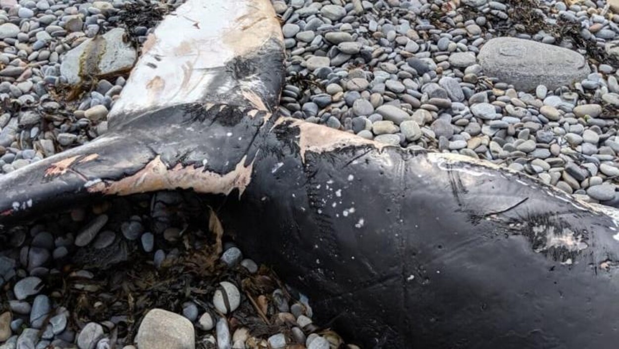 queue de baleine noire blessée sur une plage rocheuse