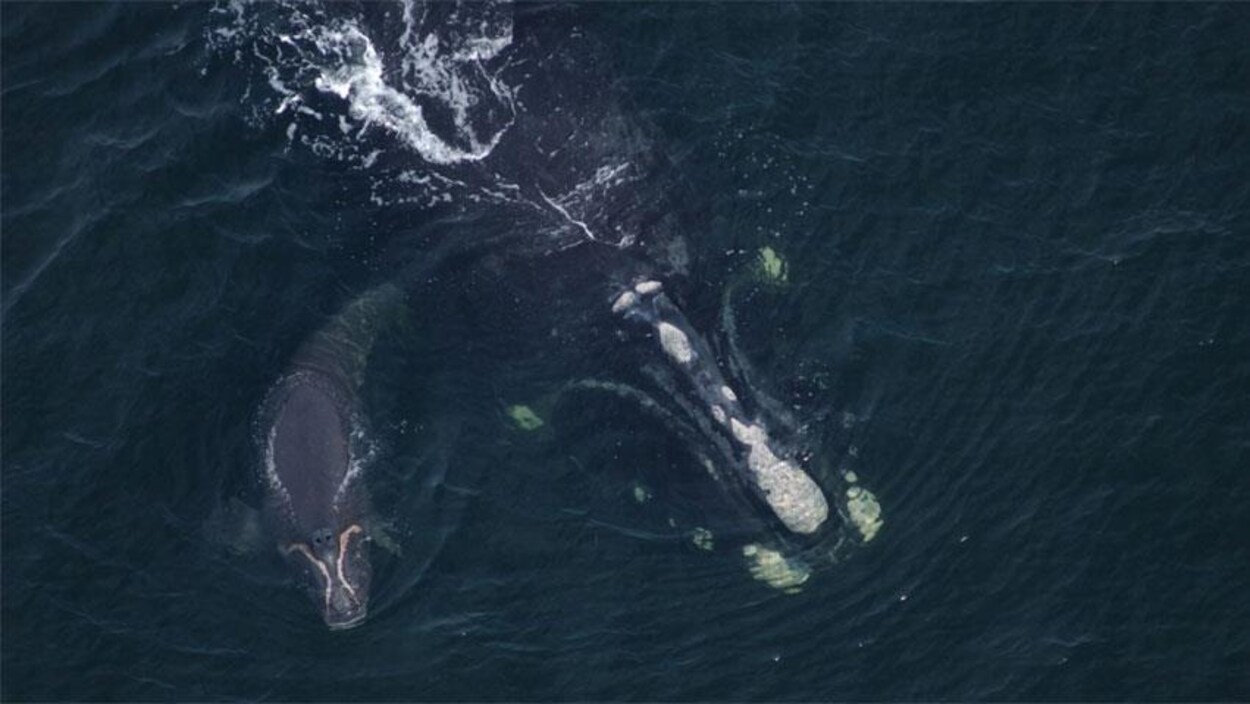 Une baleine noire Une baleine noire