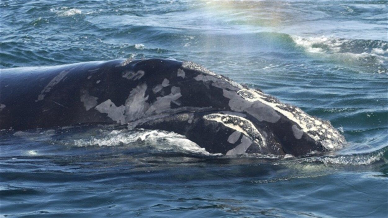 Une baleine franche de l'Atlantique Nord Une baleine franche de l'Atlantique Nord