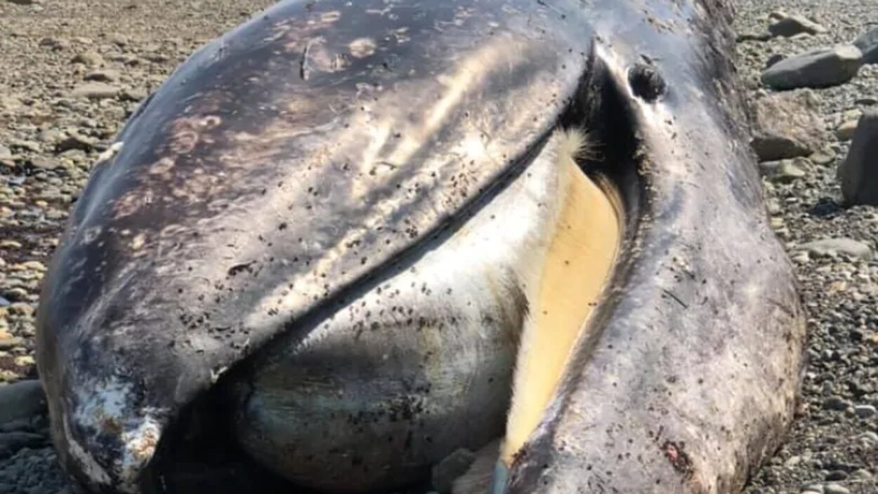 Une baleine grise échouée sur la plage.