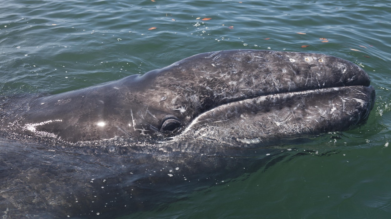 Une baleine grise fait un arrêt à la plage Kitsilano pour se nourrir
