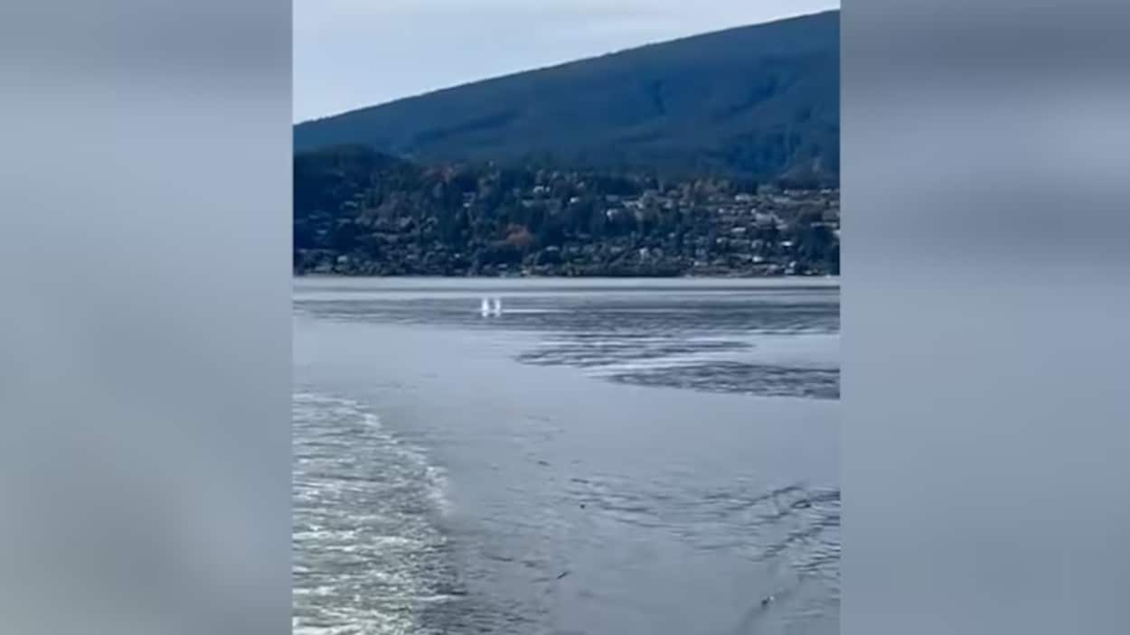 Une baleine heurtée par un traversier de BC Ferries