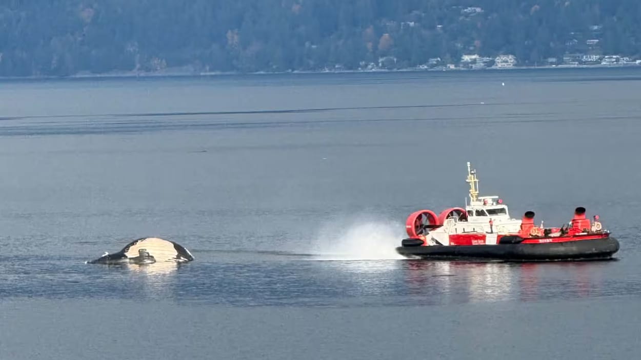 Une baleine à bosse décédée honorée par la Nation Squamish
