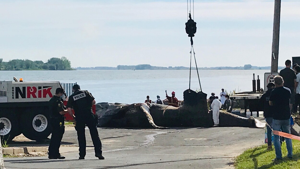 Plusieurs personnes s'affairent autour de la carcasse de la baleine.