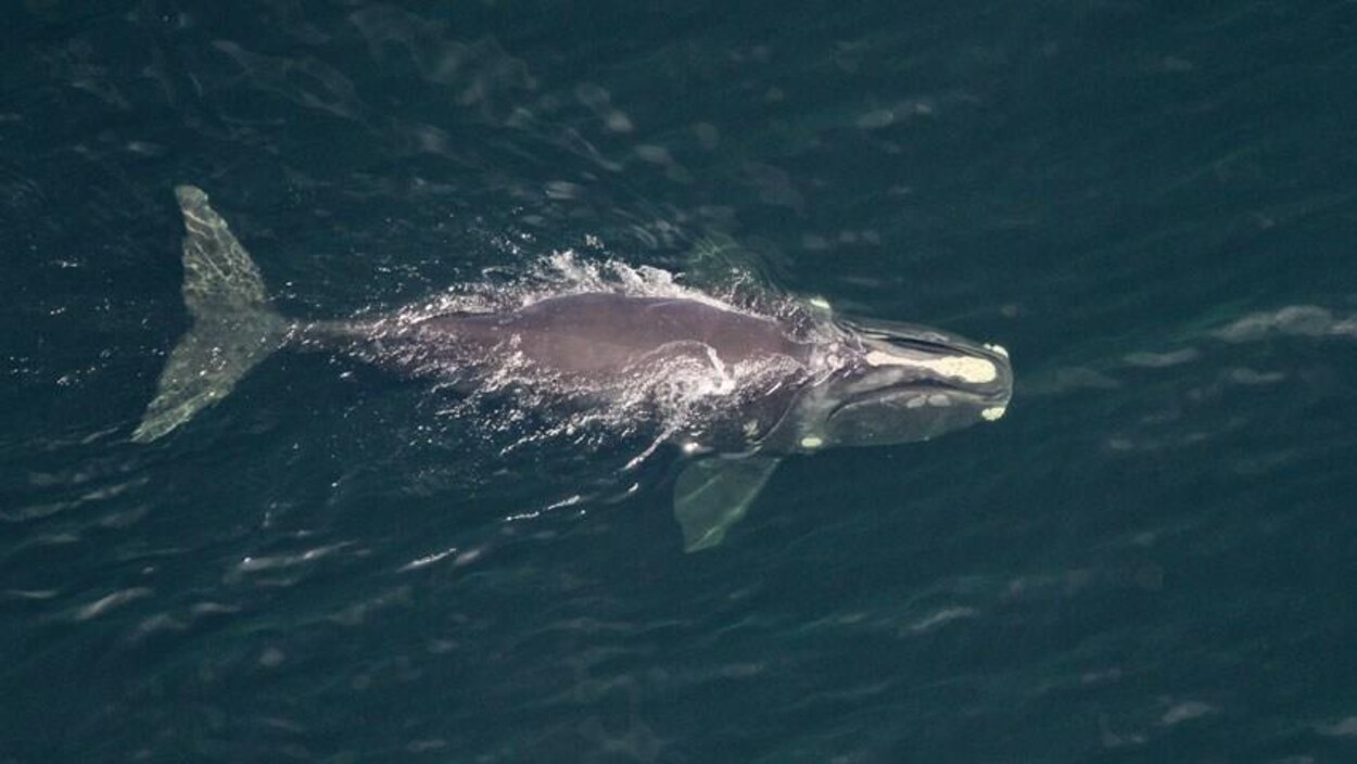 La baleine nage à la surface de la mer.