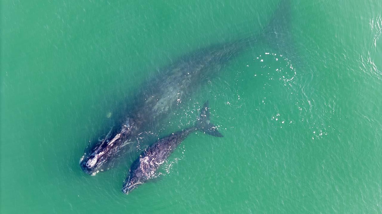 L’arrivée hâtive de baleines noires force la fermeture de zones de pêche