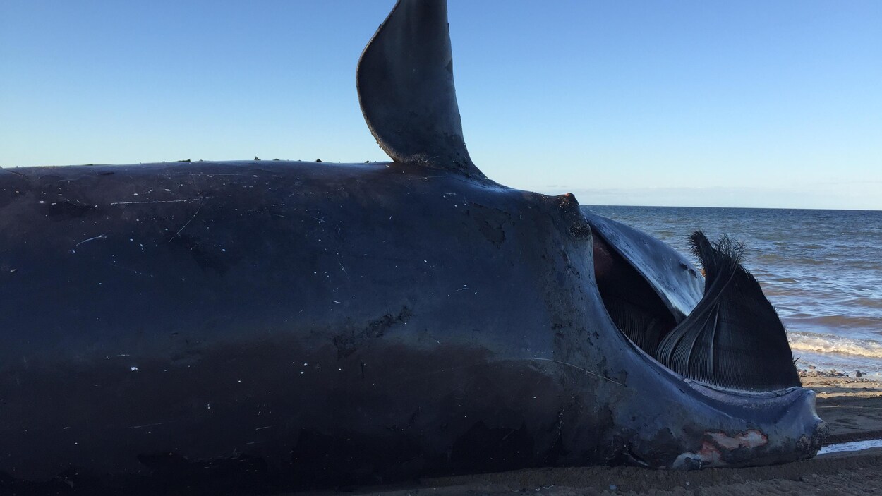 La baleine sur le dos. On voit ses fanons.