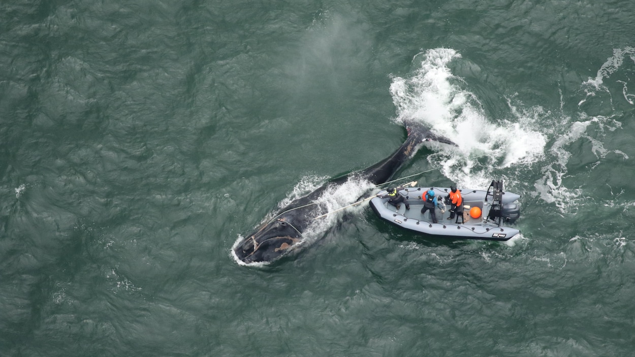Un projet de loi américain menace les baleines noires