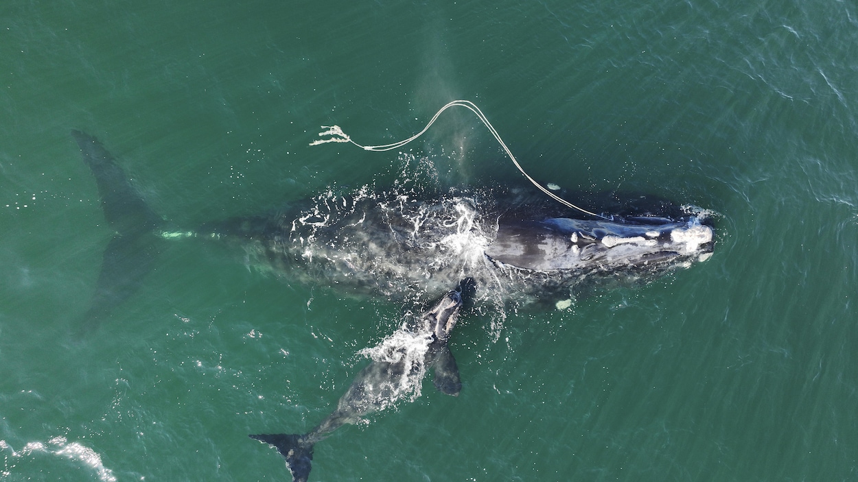 Baleine Noire De L’Atlantique Nord : Trop Peu De Naissances, Selon Des ...