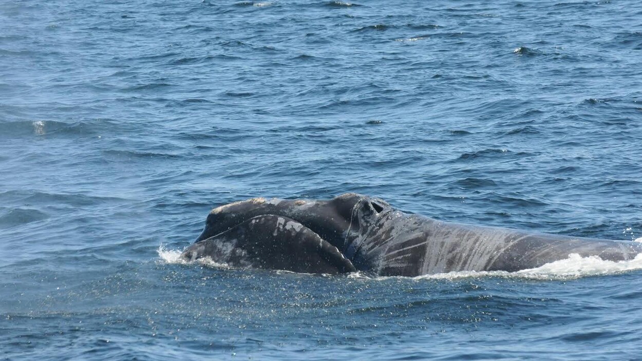 Une baleine noire blessée à la surface de l'océan