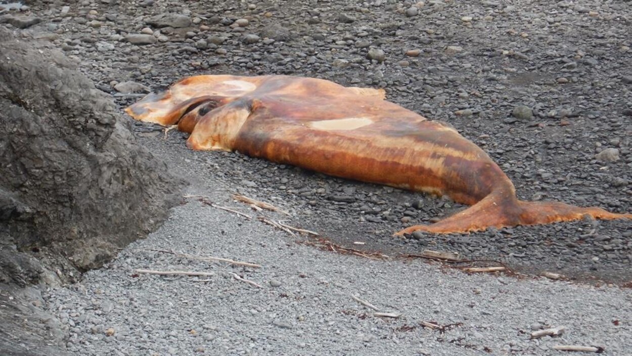 Le corps mort de la baleine.