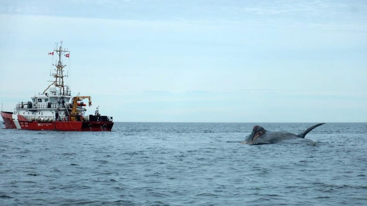 L'une des carcasses de baleines noires, rejointe par un navire de la Garde côtière canadienne.