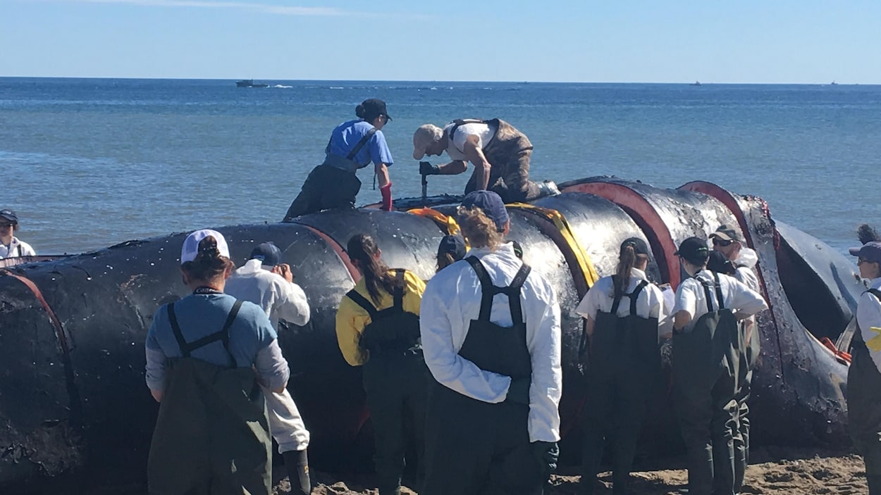 Une dizaine de scientifiques s'affairent sur la carcasse échouée sur une plage et et autour d'elle.