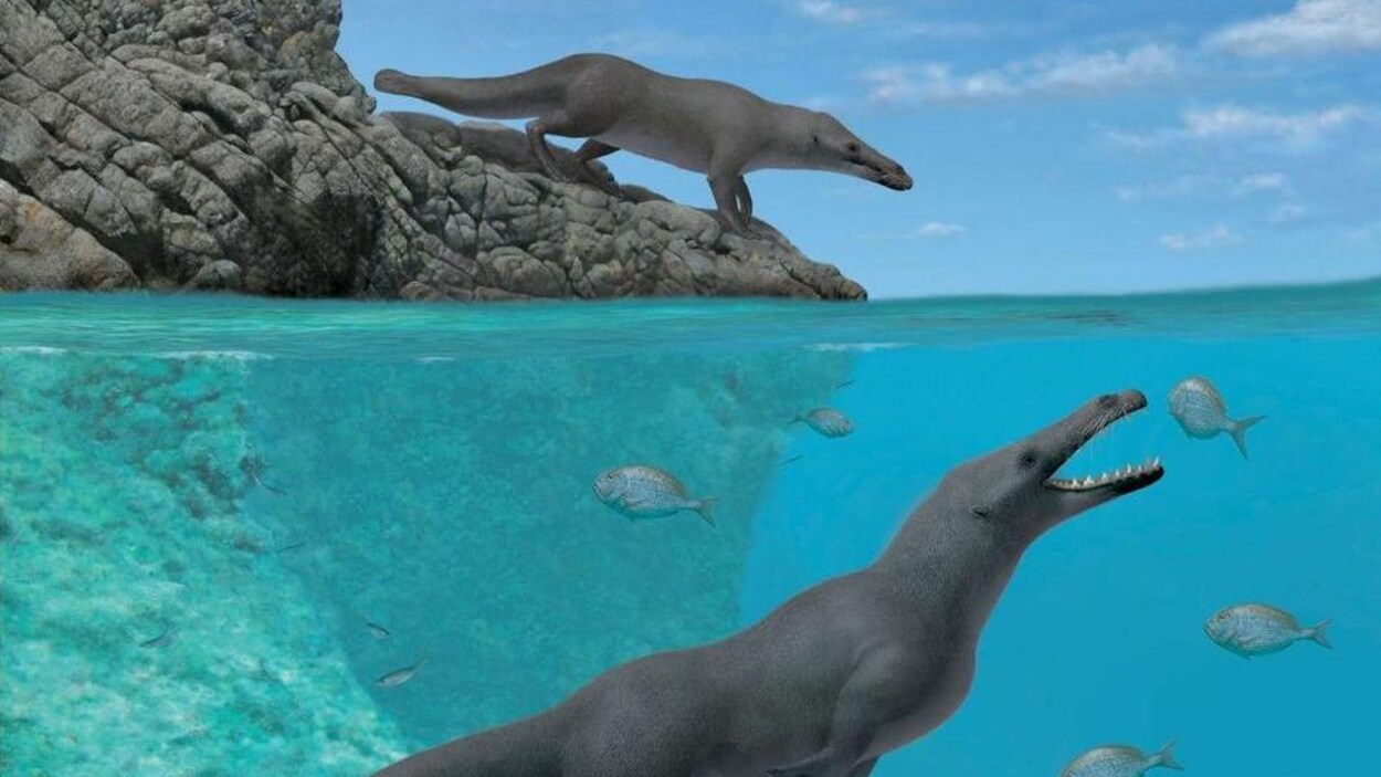 Baleine quadrupède.