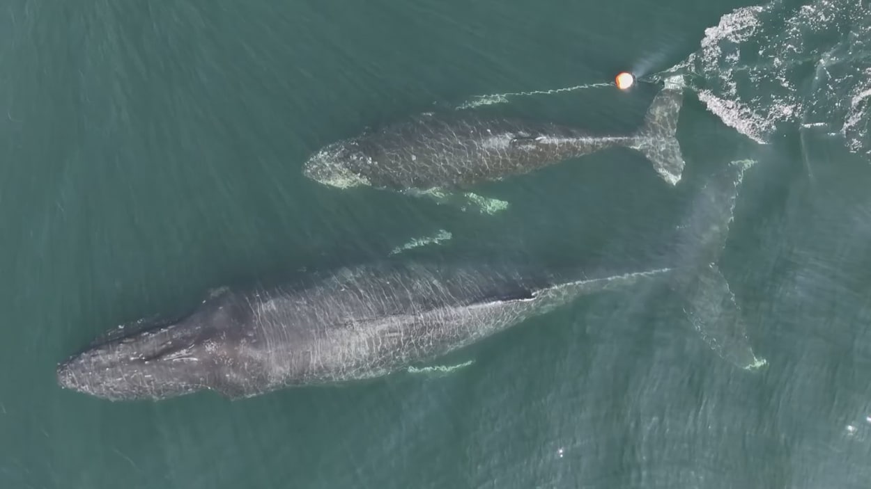 Prévenir les empêtrements de baleines en Colombie-Britannique