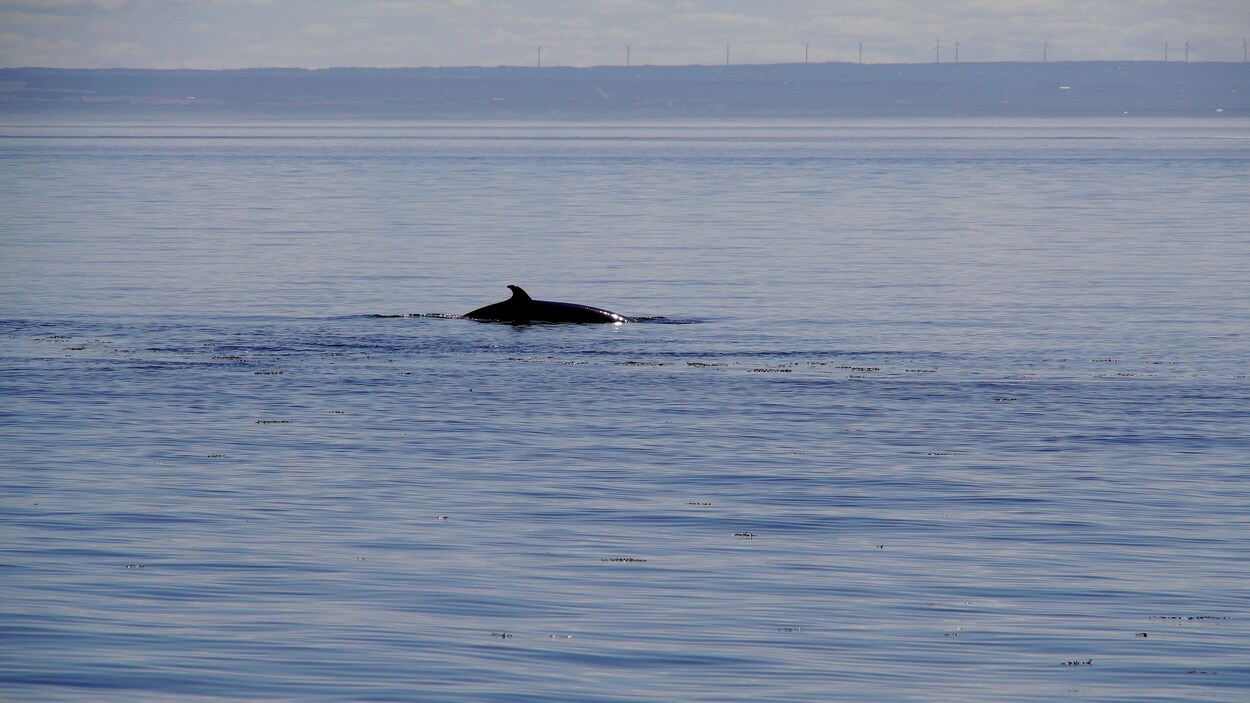 Le parc marin du Saguenay-Saint-Laurent est un endroit propice à l'observation de mammifères marins. Le parc marin du Saguenay-Saint-Laurent est un endroit propice à l'observation de mammifères marins.