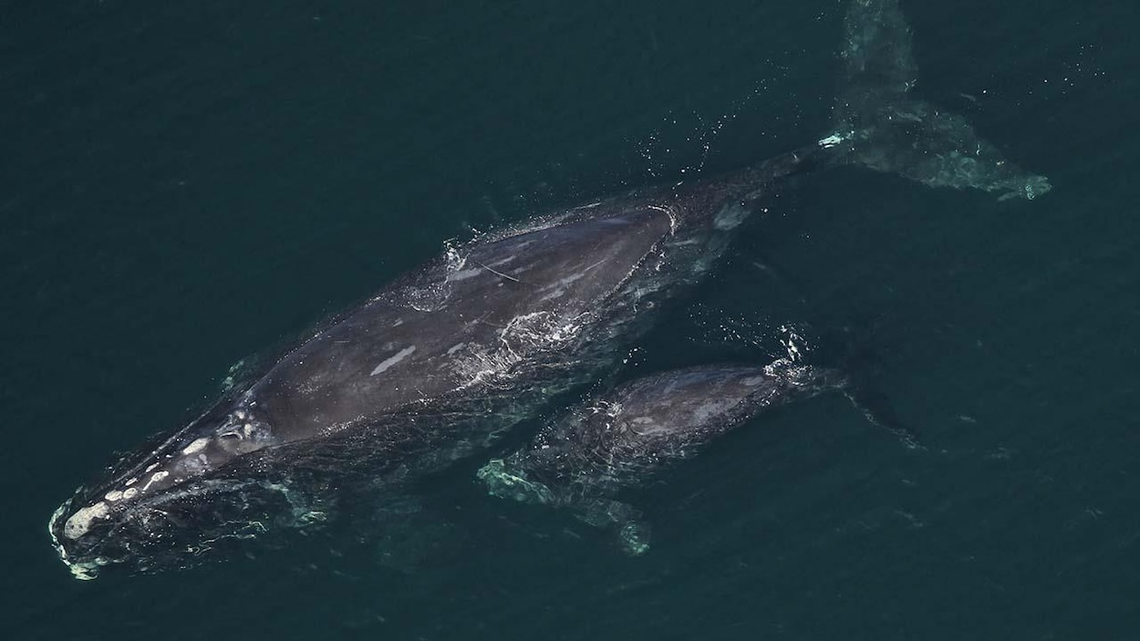 Des naissances encourageantes pour la baleine noire