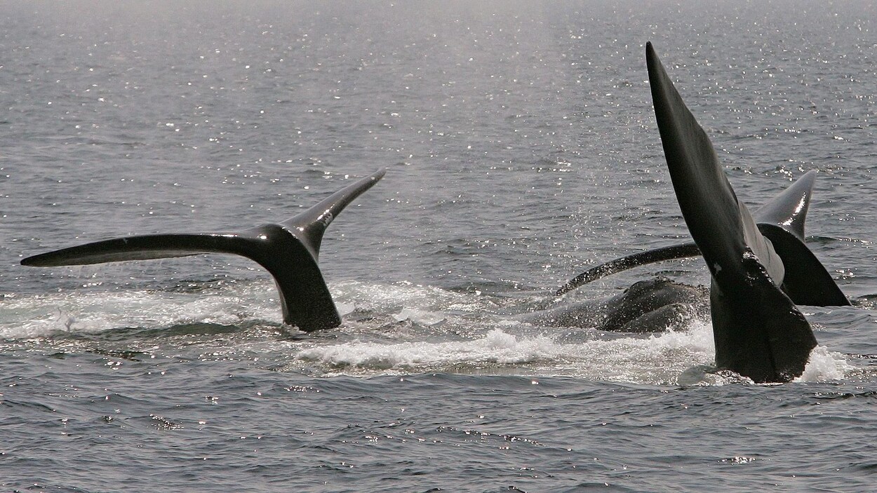 Des baleines noires de l’Atlantique Nord